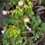 Distimake aegyptius आदत