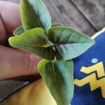 Mirabilis longiflora Leaf