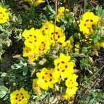 Cistus halimifolius Λουλούδι