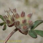 Trifolium saxatile Плод