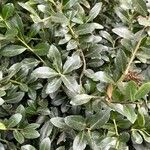 Ilex crenata 形態