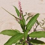 Persicaria glabra Hoja