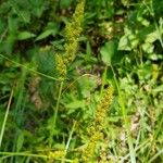 Carex vulpinoideaFlower