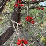 Erythrina variegata Flor