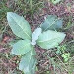 Verbascum phlomoidesBlad