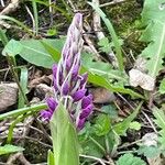 Orchis mascula फूल