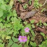 Oxalis latifolia 葉