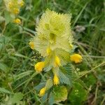 Rhinanthus alectorolophusBlüte