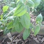 Miconia crenata Leaf