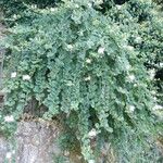 Capparis spinosa Celota