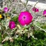 Lychnis coronariaFlower