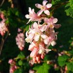 Ribes sanguineum Blüte