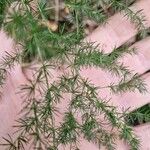 Asparagus tenuifolius Лист