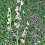 Rumex scutatus Ffrwyth