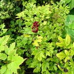 Actaea rubra Habitus