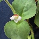 Vandellia diffusa Fruit