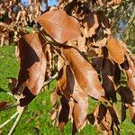 Quercus imbricaria Levél