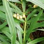 Polygonatum verticillatum Ffrwyth