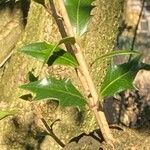 Osmanthus heterophyllus Leaf