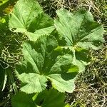 Alchemilla glabra Hoja