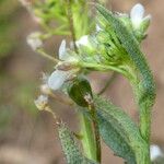 Capsella bursa-pastoris Owoc