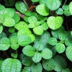 Pilea nummulariifolia Листок