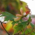 Acer japonicum Плід