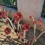 Aeonium arboreum Συνήθη χαρακτηριστικά