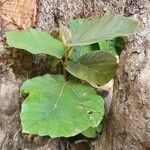 Ficus vallis-choudae पत्ता
