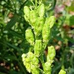 Reseda lutea Fruto