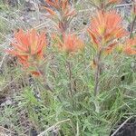 Castilleja pruinosa Λουλούδι