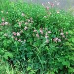 Aquilegia vulgarisFlower