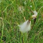 Eriophorum angustifoliumЦветок