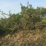 Vachellia exuvialis Tervik taim