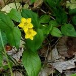 Lysimachia nemorum Агульны выгляд