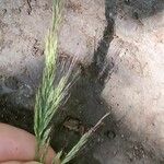 Muhlenbergia frondosa Fruit