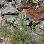 Nepeta nepetella 形態