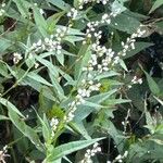 Persicaria punctata Floro