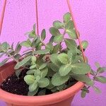 Sedum telephium Leaf
