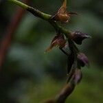 Bulbophyllum jaapii Flower