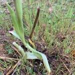 Anacamptis papilionacea Blatt