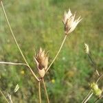 Bupleurum baldense Fruit