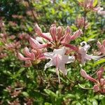 Rhododendron canescens Çiçek