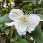 Philadelphus lewisii Blodyn