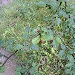 Cotoneaster obscurus Otro
