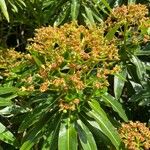 Euphorbia mellifera Flower