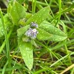 Myosotis arvensis Blad