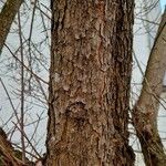 Cotinus coggygria Bark