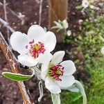 Pyrus salicifolia Blomma