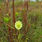 Chelonanthus alatus 花